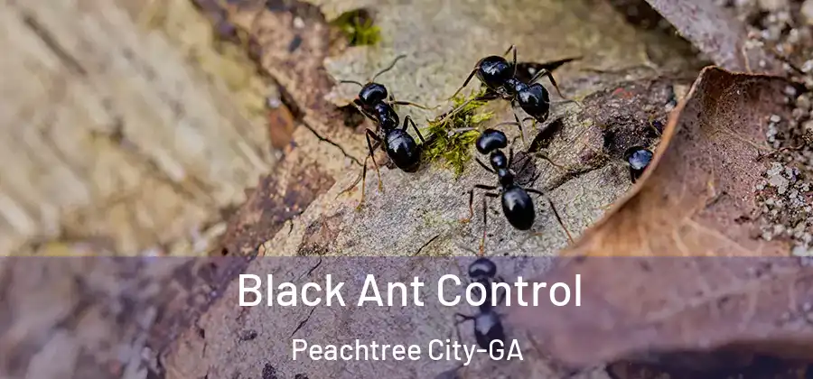 Black Ant Control Peachtree City-GA