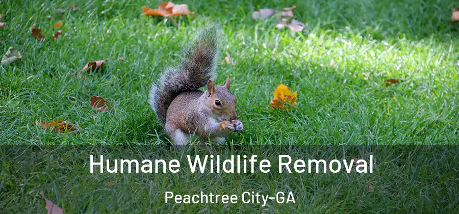 Humane Wildlife Removal Peachtree City-GA