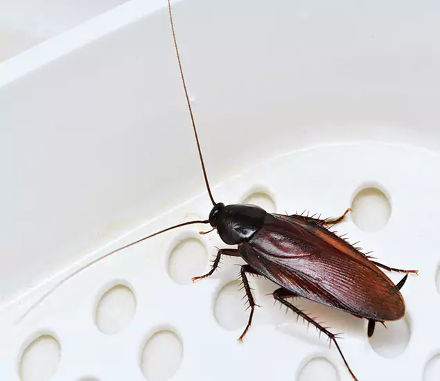 Trusted Cockroach Exterminator: Your Roach Control Services in Peachtree City, GA