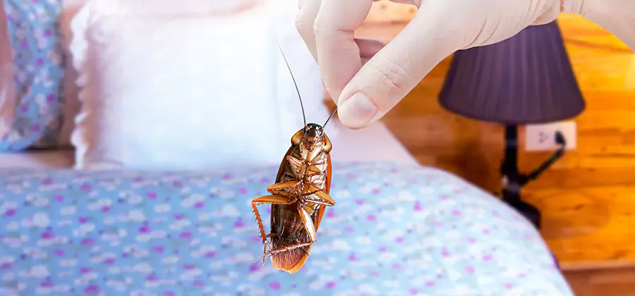 Fast Roach Elimination in Peachtree City
