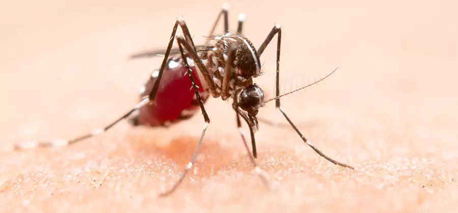 Pond Mosquito Control and Water Treatment in Peachtree City