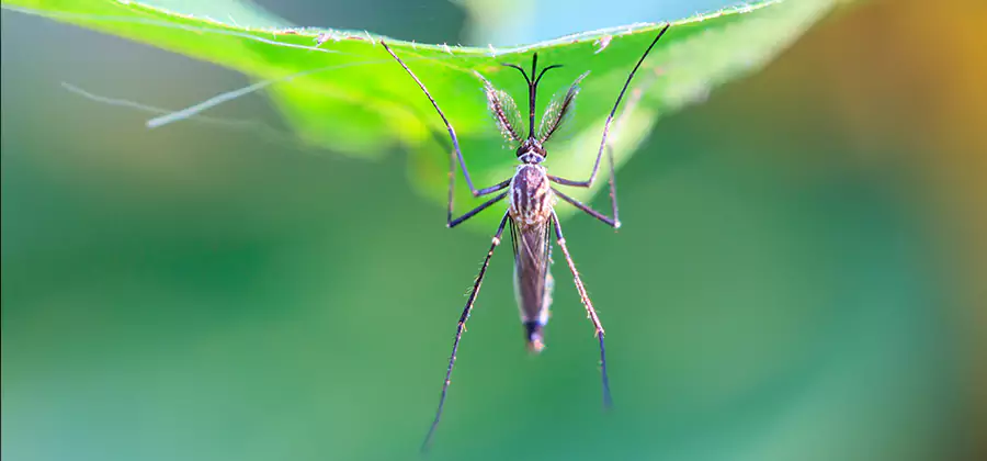 Home Defense Insect Killer in Peachtree City