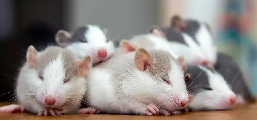 Peachtree City Pet Safe Mice Control