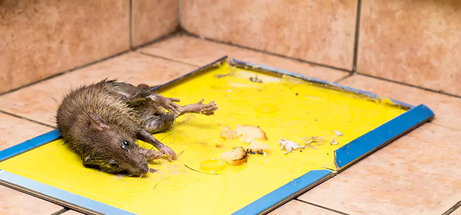 Mouse and Rat Control in Peachtree City