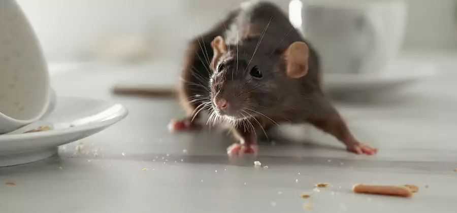 Attic Rat Exclusion Service in Peachtree City