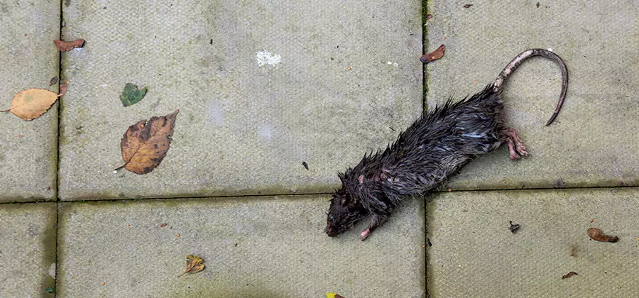 Rodent inspection service in Peachtree City