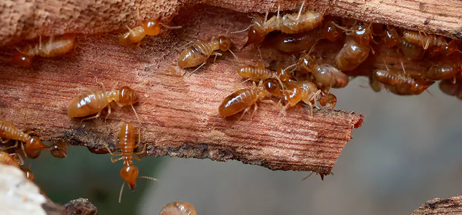 Perimeter Soil Termite Treatment in Peachtree City