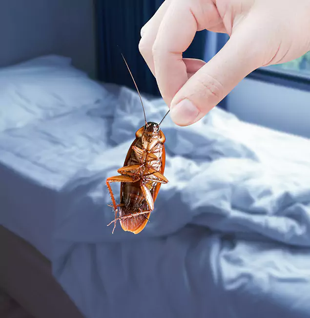 Why Choose Peachtree City Pest Control Pro for Bed Bug Extermination in Peachtree City, GA?