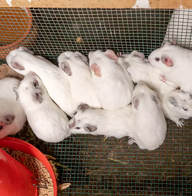 Why Choose Peachtree City Pest Control Pro for Rat Infestation in Peachtree City, GA?