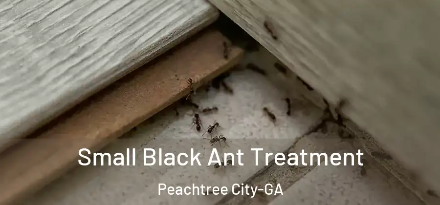 Small Black Ant Treatment Peachtree City-GA
