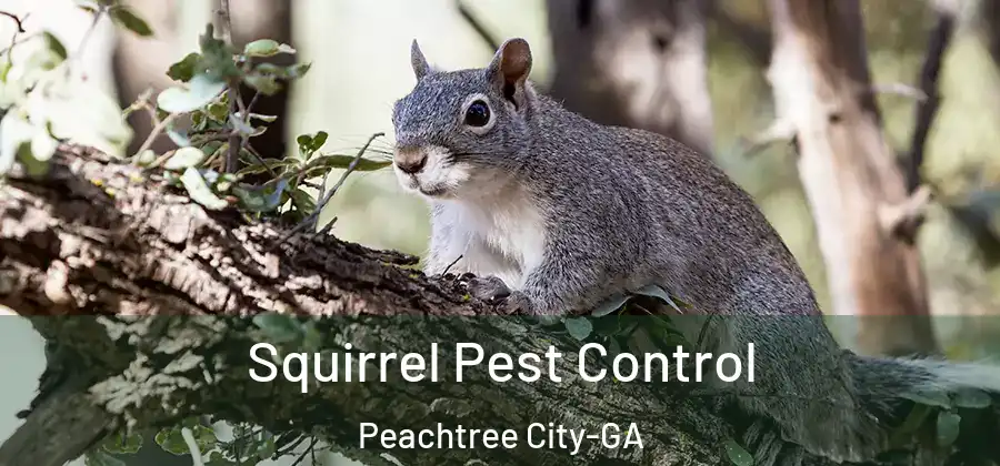Squirrel Pest Control Peachtree City-GA