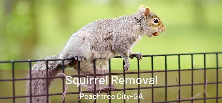 Squirrel Removal Peachtree City-GA